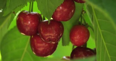 ağaçta yetişen kiraz.