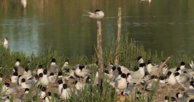 Yumurta kuluçka döneminde, Akdeniz martı (Ichthyaetus melanocephalus) sürüsünün üzerine tünemiş küçük deniz feneri, Fransa 'nın Camargue şehrinde