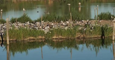 Bir Akdeniz martı sürüsü (Ichthyaetus melanocephalus), yumurta kuluçka döneminde, Camargue, Fransa