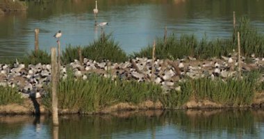 Bir Akdeniz martı sürüsü (Ichthyaetus melanocephalus), yumurta kuluçka döneminde, Camargue, Fransa