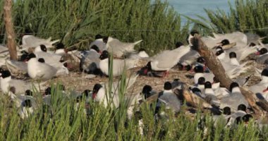 Bir Akdeniz martı sürüsü (Ichthyaetus melanocephalus), yumurta kuluçka döneminde, Camargue, Fransa