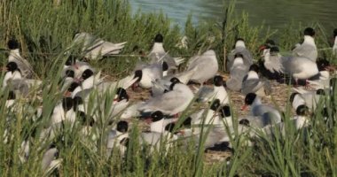 Bir Akdeniz martı sürüsü (Ichthyaetus melanocephalus), yumurta kuluçka döneminde, Camargue, Fransa