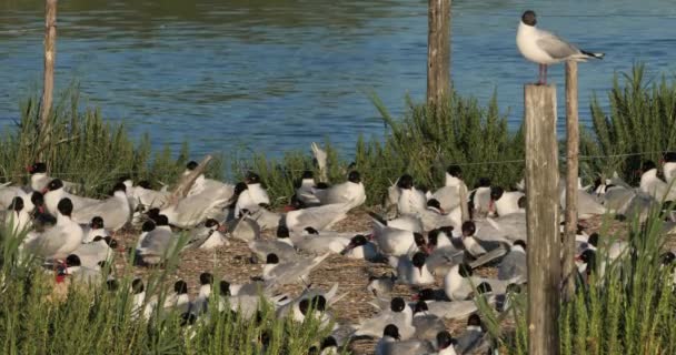 Flock Medelhavsmås Ichthyaetus Melanocephalus Ägginkubationstiden Camargue Frankrike — Stockvideo