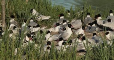Bir Akdeniz martı sürüsü (Ichthyaetus melanocephalus), yumurta kuluçka döneminde, Camargue, Fransa