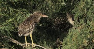Siyah taçlı balıkçıl ve hatunlar Camargue, Fransa 'da