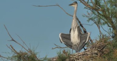Gri balıkçıllar, Ardea Cinerea, Camargue, Fransa 'daki Pont de Gau ornitoloji parkı