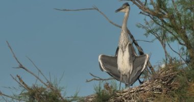 Gri balıkçıllar, Ardea Cinerea, Camargue, Fransa 'daki Pont de Gau ornitoloji parkı