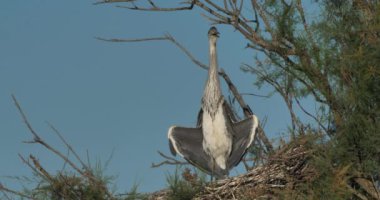 Gri balıkçıllar, Ardea Cinerea, Camargue, Fransa 'daki Pont de Gau ornitoloji parkı