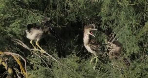 Garza Negra Polluelos Camarga Francia — Vídeo de stock