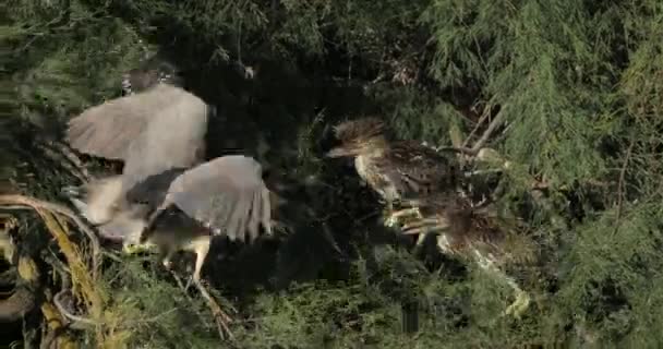 Black Crowned Night Heron Chicks Camargue France — Stock Video