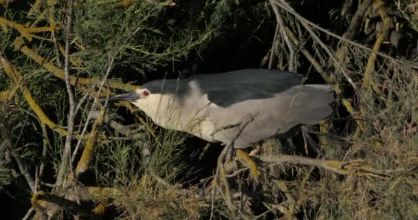 Black Crowned Night Heron Chicks Inthe Camargue France — Stock Video