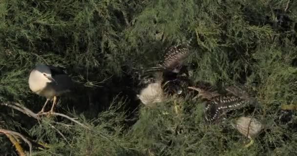 Siyah Taçlı Balıkçıl Hatunlar Camargue Fransa — Stok video