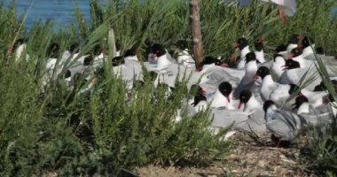Bir Akdeniz martı sürüsü (Ichthyaetus melanocephalus), yumurta kuluçka döneminde, Camargue, Fransa