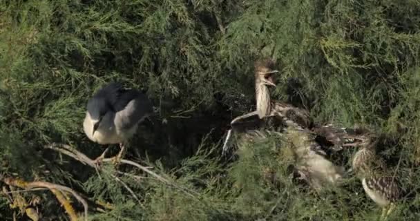 フランスのカマルグの黒冠の夜のサギと雛 — ストック動画