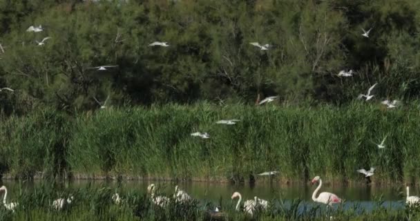 Küçük Ternler Fransa Nın Camargue Şehrinde Büyük Flamingolar Üzerinde Uçuyor — Stok video