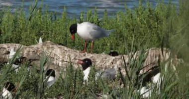Bir Akdeniz martı sürüsü (Ichthyaetus melanocephalus), yumurta kuluçka döneminde, Camargue, Fransa