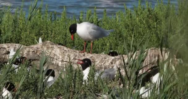 Een Kudde Meeuwen Uit Middellandse Zee Ichthyaetus Melanocephalus Tijdens Broedtijd — Stockvideo