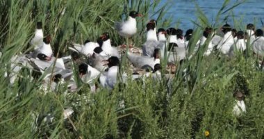 Bir Akdeniz martı sürüsü (Ichthyaetus melanocephalus), yumurta kuluçka döneminde, Camargue, Fransa