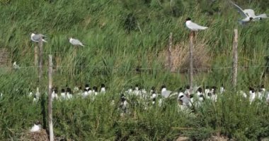 Bir Akdeniz martı sürüsü (Ichthyaetus melanocephalus), yumurta kuluçka döneminde, Camargue, Fransa