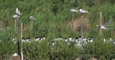 Bir Akdeniz martı sürüsü (Ichthyaetus melanocephalus), yumurta kuluçka döneminde, Camargue, Fransa