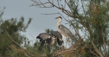 Genç gri balıkçıllar yuvada, Fransa 'da Camargue