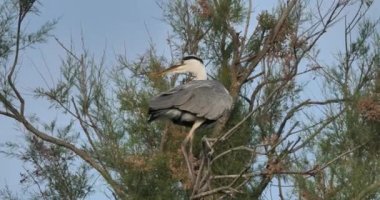 Gri balıkçıllar, Ardea Cinerea, Camargue, Fransa 'daki Pont de Gau ornitoloji parkı