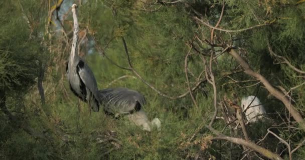 Grey Herons Ardea Cinerea Camargue Ορνιθολογικό Πάρκο Pont Gau Στη — Αρχείο Βίντεο