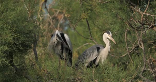 Grey Herons Ardea Cinerea Camargue Ορνιθολογικό Πάρκο Pont Gau Στη — Αρχείο Βίντεο