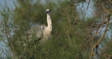 Gri balıkçıllar, Ardea Cinerea, Camargue, Fransa 'daki Pont de Gau ornitoloji parkı