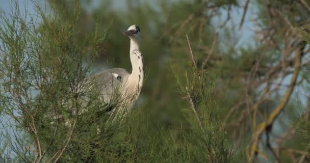 Grå Hägrar Ardea Cinerea Camargue Ornitologiska Parken Pont Gau Frankrike — Stockvideo