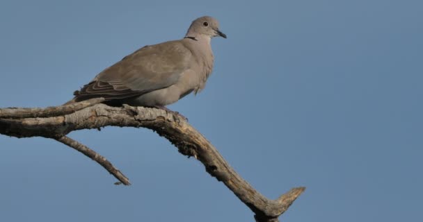 Eurasian Collared Dove Perched Blue Sky — Stock Video