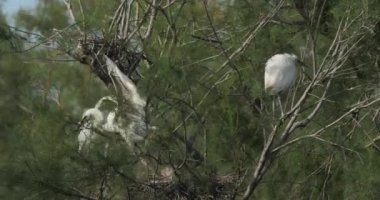 Yuvadaki küçük balıkçıl yavruları, Fransa 'daki Camargue