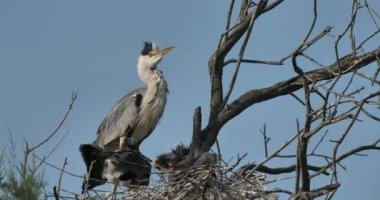 Genç gri balıkçıllar yuvada, Fransa 'da Camargue