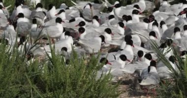 Bir Akdeniz martı sürüsü (Ichthyaetus melanocephalus), yumurta kuluçka döneminde, Camargue, Fransa