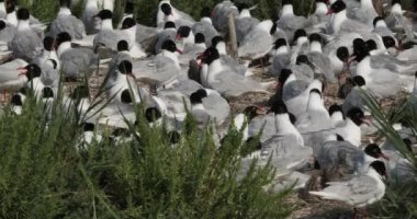 Bir Akdeniz martı sürüsü (Ichthyaetus melanocephalus), yumurta kuluçka döneminde, Camargue, Fransa