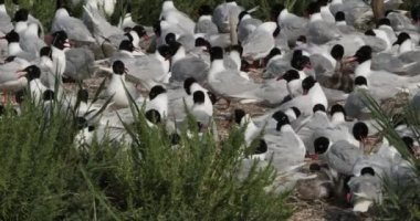 Bir Akdeniz martı sürüsü (Ichthyaetus melanocephalus), yumurta kuluçka döneminde, Camargue, Fransa