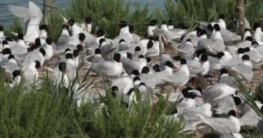 Bir Akdeniz martı sürüsü (Ichthyaetus melanocephalus), yumurta kuluçka döneminde, Camargue, Fransa