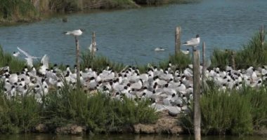 Bir Akdeniz martı sürüsü (Ichthyaetus melanocephalus), yumurta kuluçka döneminde, Camargue, Fransa
