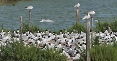 Bir Akdeniz martı sürüsü (Ichthyaetus melanocephalus), yumurta kuluçka döneminde, Camargue, Fransa
