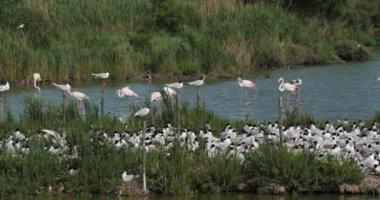 Daha büyük flamingolar ve Akdeniz martı sürüsü (Ichthyaetus melanocephalus), yumurta kuluçka döneminde, Camargue, Fransa