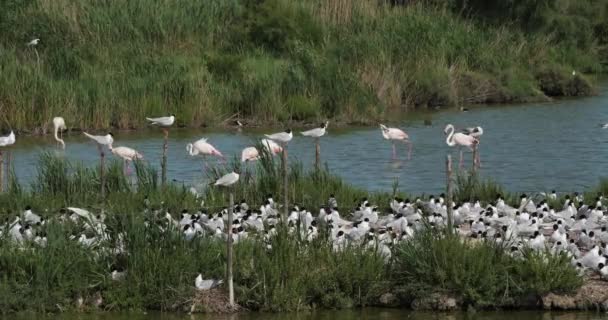 Greater Flamingos Flock Mediterranean Gull Ichthyaetus Melanocephalus Egg Incubation Time — Stock Video