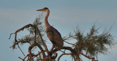 Gri balıkçıllar, Ardea Cinerea, Camargue, Fransa 'daki Pont de Gau ornitoloji parkı