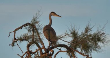 Gri balıkçıllar, Ardea Cinerea, Camargue, Fransa 'daki Pont de Gau ornitoloji parkı