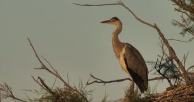 Gri balıkçıllar, Ardea Cinerea, Camargue, Fransa 'daki Pont de Gau ornitoloji parkı