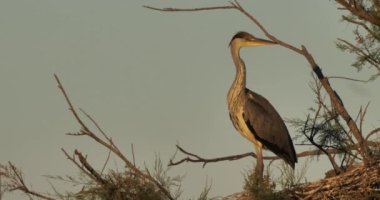 Gri balıkçıllar, Ardea Cinerea, Camargue, Fransa 'daki Pont de Gau ornitoloji parkı