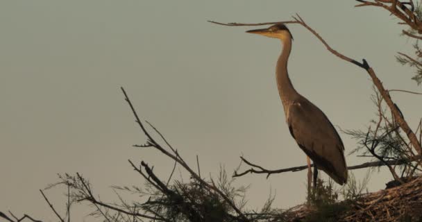 Garzas Grises Ardea Cinerea Camargue Parque Ornitológico Del Pont Gau — Vídeo de stock