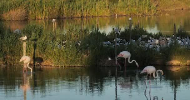 Greater Flamingos Flock Mediterranean Gull Ichthyaetus Melanocephalus Egg Incubation Time — Stock Video