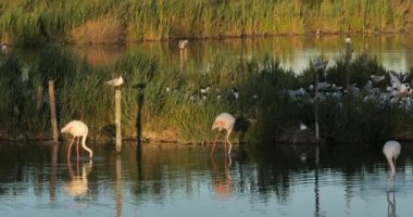Daha büyük flamingolar ve Akdeniz martı sürüsü (Ichthyaetus melanocephalus), yumurta kuluçka döneminde, Camargue, Fransa
