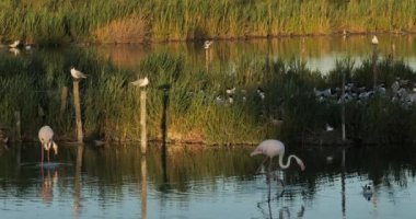 Daha büyük flamingolar ve Akdeniz martı sürüsü (Ichthyaetus melanocephalus), yumurta kuluçka döneminde, Camargue, Fransa
