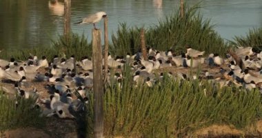 Bir Akdeniz martı sürüsü (Ichthyaetus melanocephalus), yumurta kuluçka döneminde, Camargue, Fransa